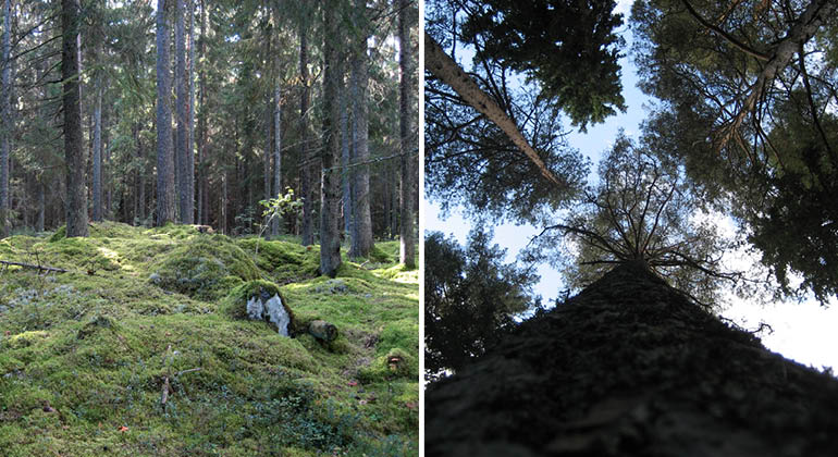 Skog och grova träd i naturreservatet Rotfallet