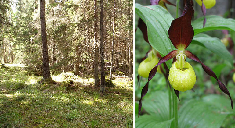 Skog och orkidén Guckusko i naturreservatet Rönnfjärdsskogen