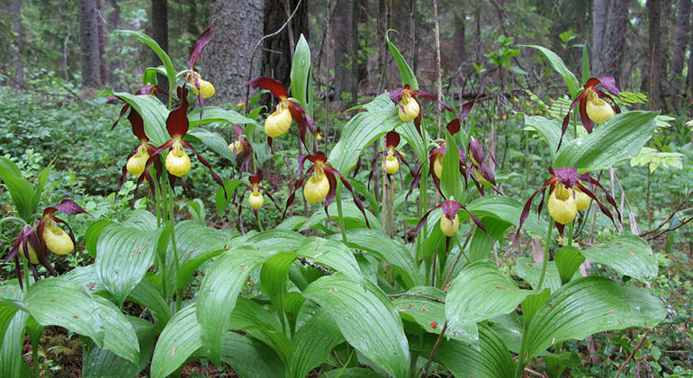 Orkidéer i naturreservatet Sandbyskogen