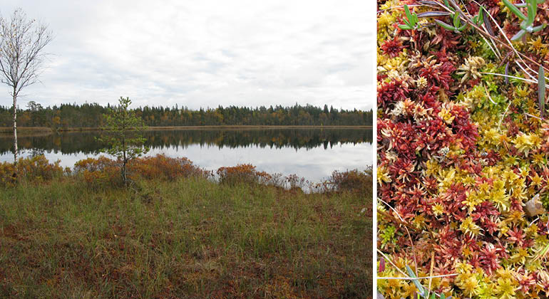 Svinasjön och vitmossor i naturreservatet Sjömossen-Svinasjön