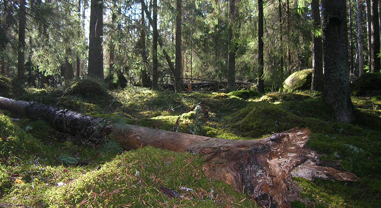 Fallet träd i naturreservatet Skallerborn