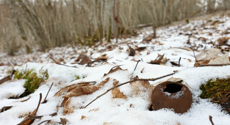 En brun skålliknade svamp i snö.