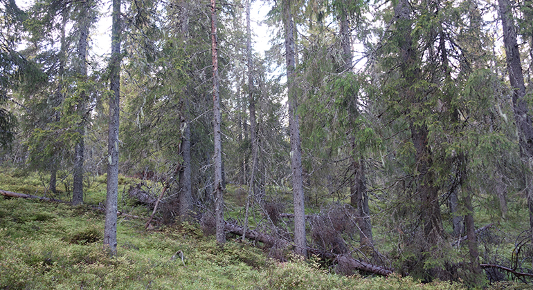 Barrskog med en del fallna träd.