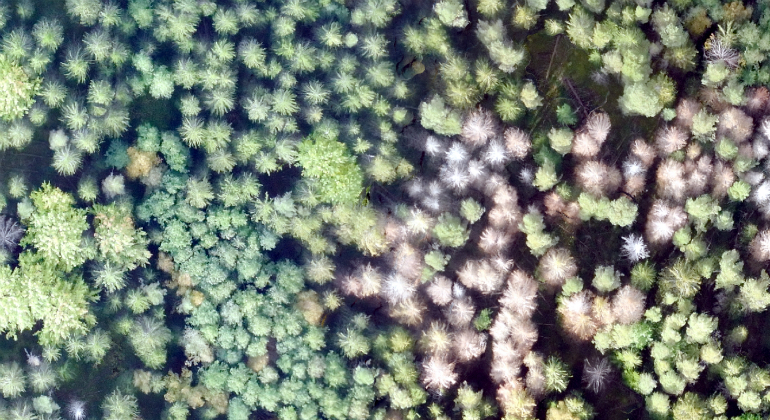 Utsnitt från bild tagen från luften med drönarfarkost. Olika nyanser av vitt påvisar döda och döende granar. Foto: Per-Erik Hermansson/Hogda skog