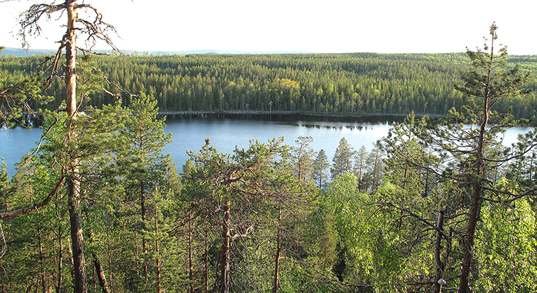 Utsikt över skog och en sjö