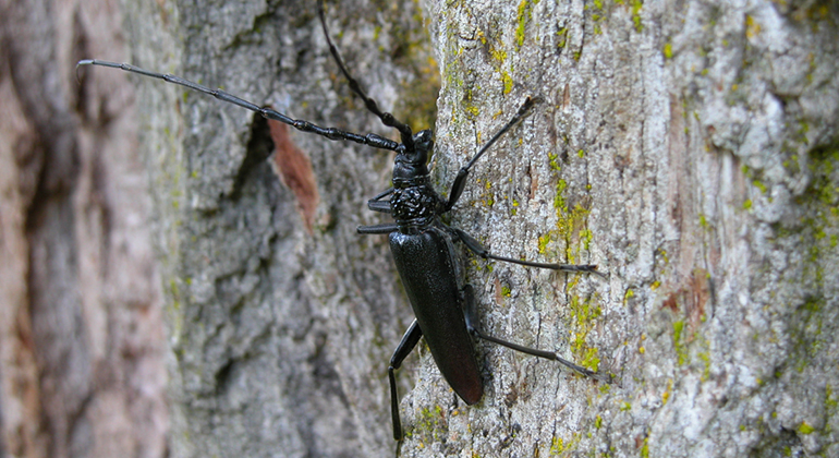En svart Större ekbock i närbild klättrar på ett träd med lite mossa.