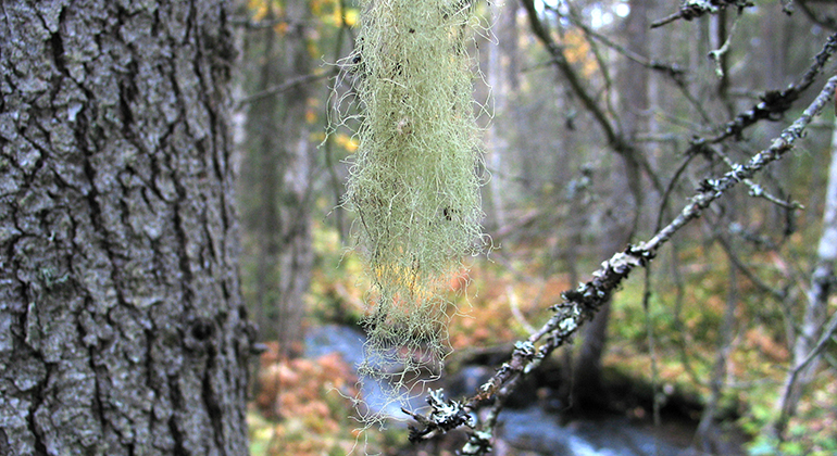 Trådbrosklav som hänger på en trädgren i skogen