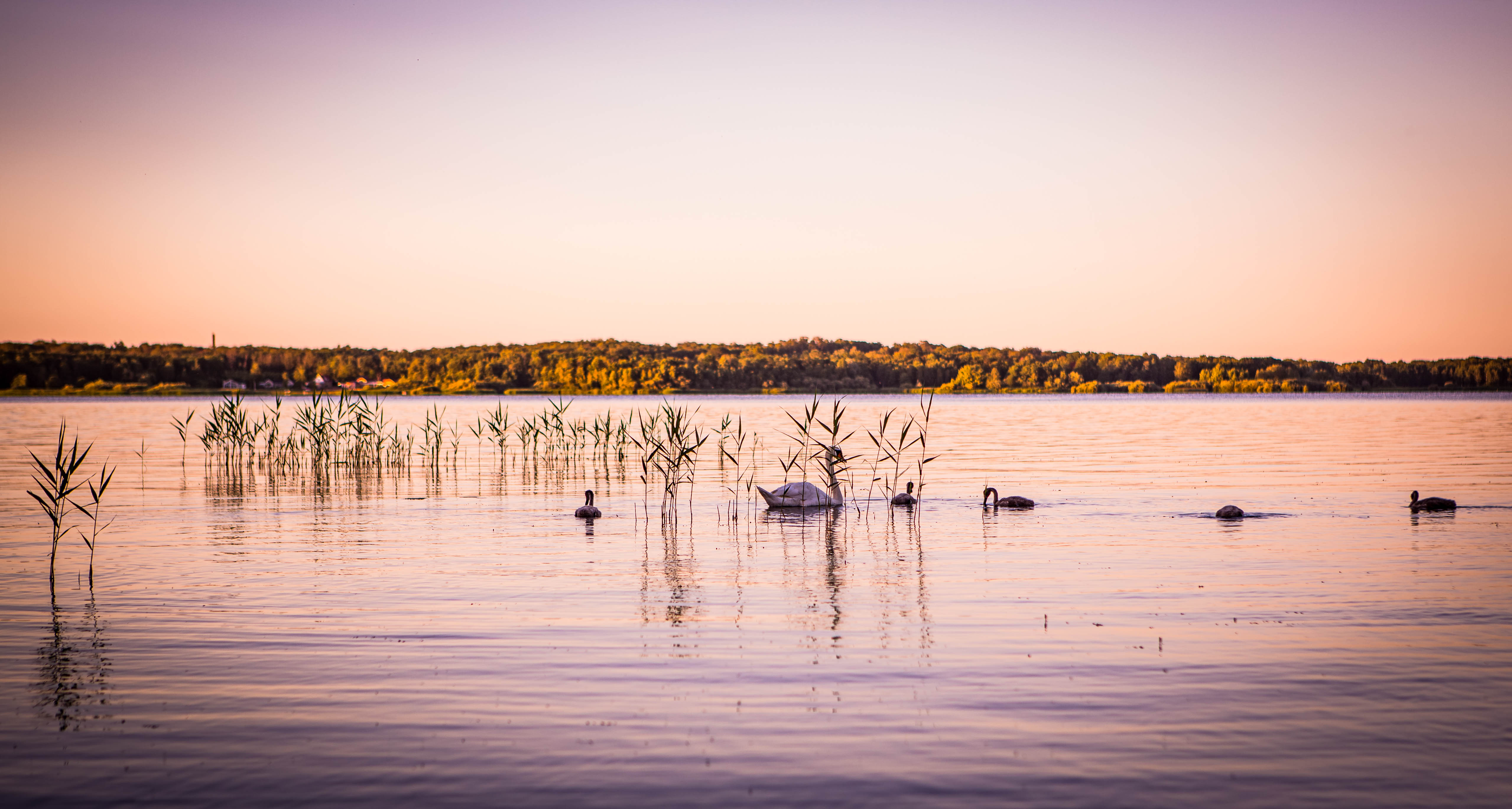 Svanar i Finjasjön en sommarkväll