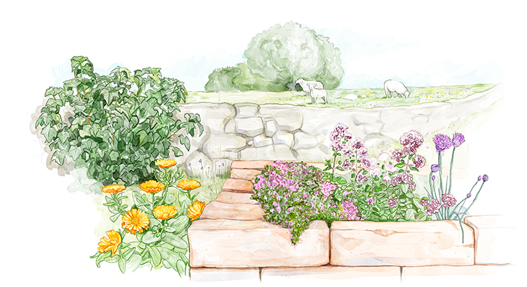 Illustration som visar
flera växter runt en örtagård