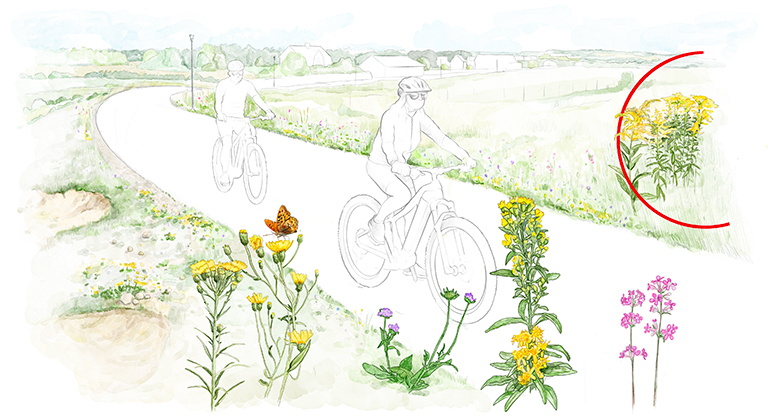 Illustration som visar
flera växter runt en cykelväg 