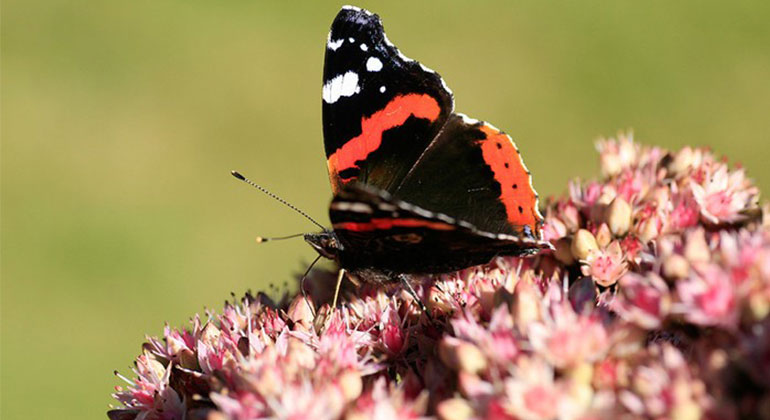 Närbild på en amiralfjäril som är en svart fjäril med rött och vitt mönster. 
