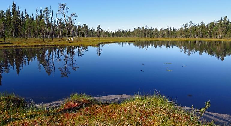 En spegelblank sjö med granar och tallar som speglas i vattnet. Myrmark vid kanten av sjön.