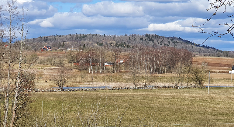 Grönt fält med en liten dunge och en kulle i bakgrunden