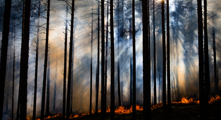 En kontrollerad skogsbrand pågår i en skog. 