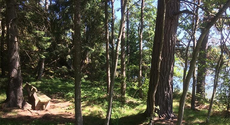 En bänk placerad i en skog med olikåldriga träd av olika arter. Mellan träden skymtar en sjö.