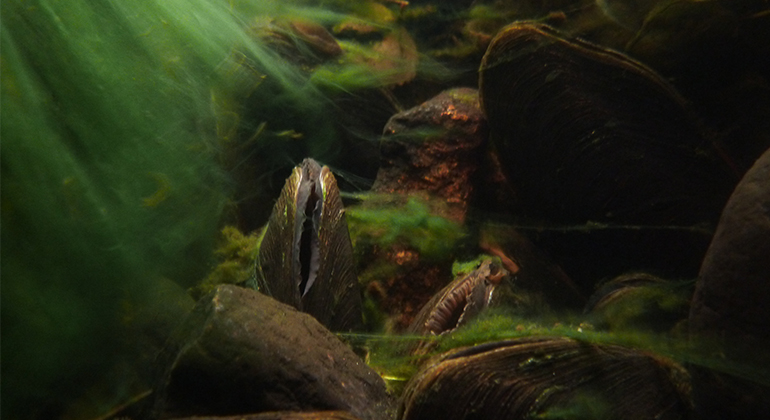 Närbild på musslor i vattnet.