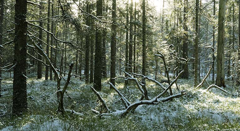 Frostnupen skogsmiljö med liggande dött träd i förgrunden