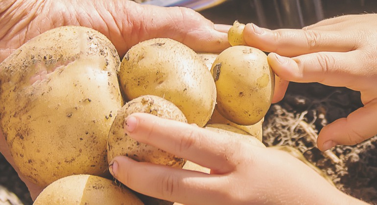 vuxna händer och barnhänder håller potatis