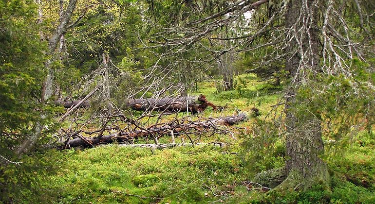 Gamla granar och grova, fallna trädstammar finns det gott om i Rissavaara. Foto: Länsstyrelsen Norrbotten 