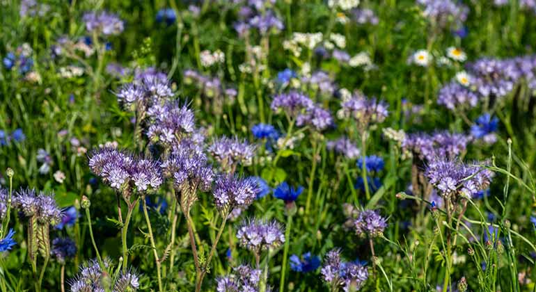 Honungsört i blommande åker.
