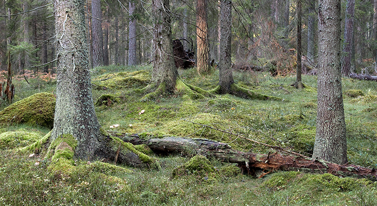 Fotografi på mossig skog i Fallingebergs naturreservat.