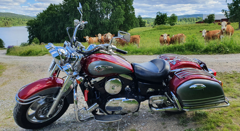 En motorcykel med kossor i bakgrunden.