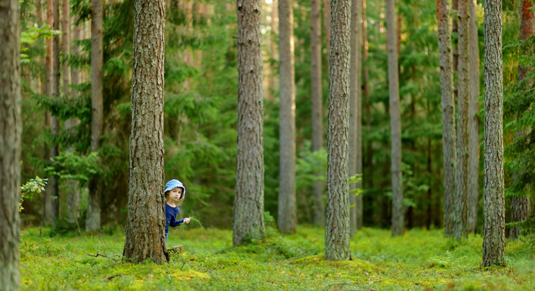 En skog och en liten flicka som tittar fram bakom träden. 