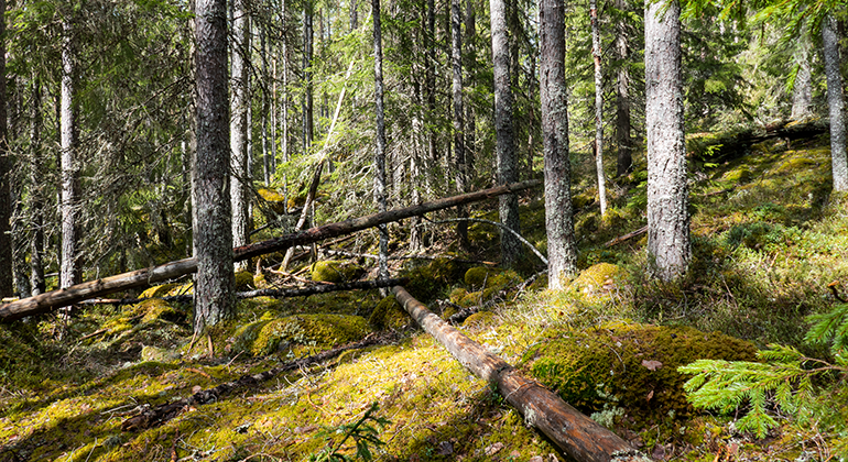 En kuperad del av skogen i naturreservatet Uggenäs. Döda träd ligger tvärs över varandra, och den steniga marken är täckt av mossa.