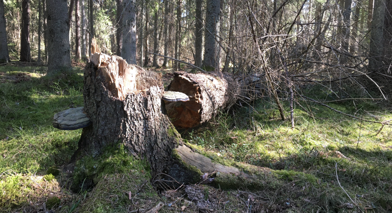 När bild på fallet träd i mossig skog där solen silar in mellan grenarna. Stubben bruten en halvmeter över marken.