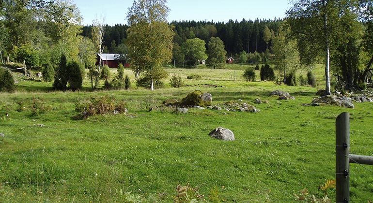Öppen betesmark med betande kor och en röd stuga skymtande i bakgrunden
