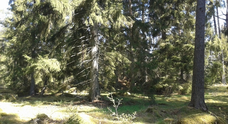 Skarup, luckig betespräglad skog med senvuxna granar