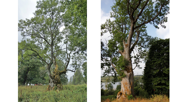 Bilden till vänster Trädslag: Ask Omkrets: 680 cm Plats: Stora Lönhult, bilden till höger Trädslag: Ask Omkrets: 630 cm Plats: Degla 