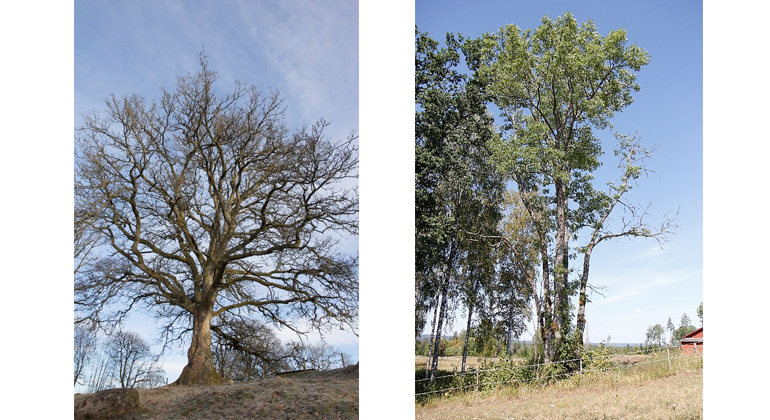 Bilden till vänster Trädslag: Ek  Omkrets: 640 cm Plats: Hulu Trädet till höger Trädslag: Ask  Omkrets: 630 cm Plats: Storebo 