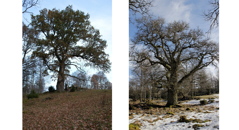 Bilden till vänster Trädslag: Ek  Omkrets: 579 cm Plats: Tunarp  Trädet till höger Trädslag: Ek  Omkrets: 576 cm Plats: Klämmestorp 