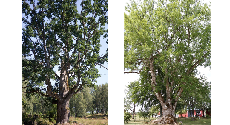 Bilden till vänster Trädslag: Ek Omkrets: 637 cm Plats: Bänarp	  Trädet till höger Trädslag: Ask  Omkrets: 618 cm Plats: Axlarp 