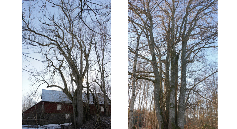 Träd till vänster Trädslag: Ask  Omkrets: 603 cm Plats: Hulta   Träd till höger Trädslag: Bok  Omkrets: 598 cm Plats: Sandvik	