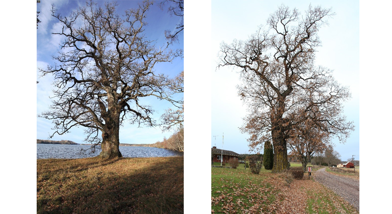 Träd till vänster Trädslag: Ek Omkrets: 771 cm Plats: Botorp  Träd till höger Trädslag: Ek Omkrets: 648 cm Plats:  Ekäng 