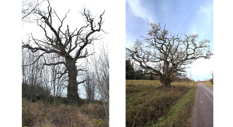 Bilden till vänster Trädslag: Ek Omkrets: 635 cm Plats: Traneryd Trädet till höger Trädslag: Ek  Omkrets: 617 cm Plats: Vallstorp 
