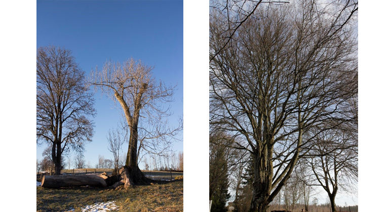 Träd till vänster Trädslag: Ask Omkrets: 605 cm Plats: Hylteryd  Träd till höger Trädslag: Bok Omkrets: 589 cm Plats:  Bondstorp 
