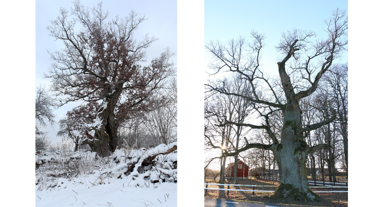 Träd till vänster Trädslag: Ek Omkrets: 960 cm Plats: Hjälmåkra Träd till höger Trädslag: Ek  Omkrets: 780 cm Plats: Beskvarn