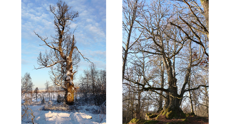 Bilden till vänster Trädslag: Ek Omkrets: 780 cm Plats: Drakulla Trädet till höger Trädslag: Ek  Omkrets: 720 cm Plats: Trishult 