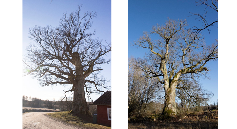 Träd till vänster Trädslag: Ek (länets största ek) Omkrets: 790 cm Plats: Vallerstad Träd till höger Trädslag: Ek Omkrets: 687 cm Plats: Kasarp