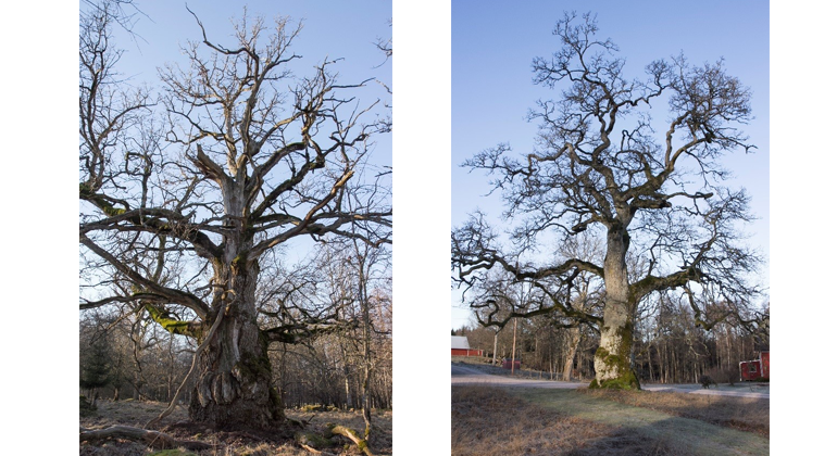 Bilden till vänster Trädslag: Ek Omkrets: 680 cm Plats: Lundboholm Trädet till höger Trädslag: Ek Omkrets: 641 cm Plats: Schedingsnäs 