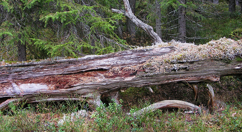 Bild på ett dött träd som ligger ner på marken.