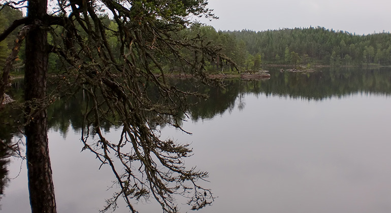 Skogen speglar sig i blank sjö.