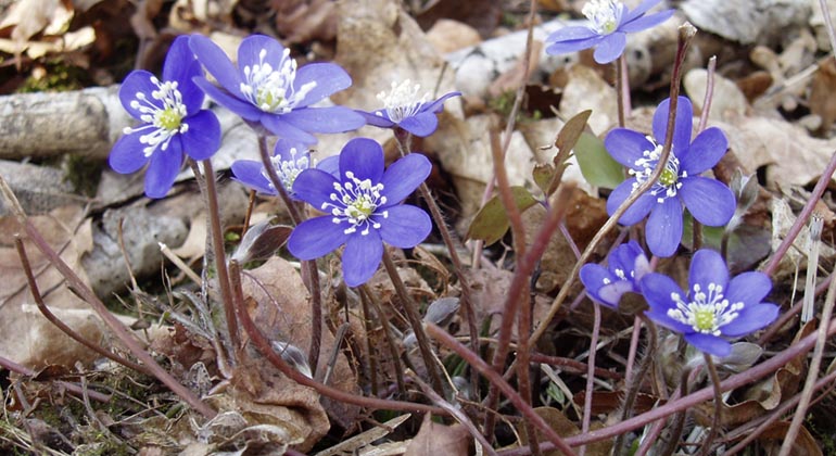 Blå blommor bland vissna löv på marken