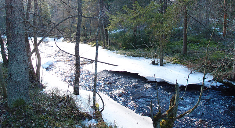 Sumpskog, mossar och kärr dominerar Gagnåns naturreservat. Vattendragen i området är mycket artrika och håller en ovanligt hög vattenkvalitet. Gagnåns naturreservat bildades för att bevara den unika naturen i området