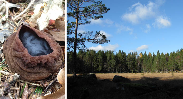 Våtmark och bombmurkla i naturreservatet Styggkärret