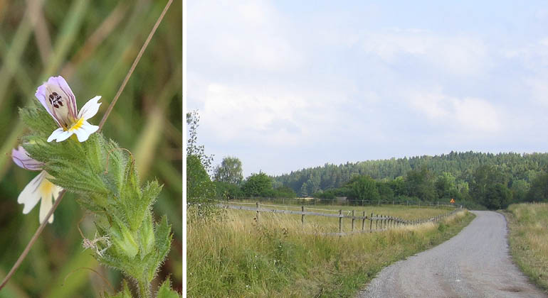 Väg och kärlväxten finnögontröst i naturreservatet Skokloster