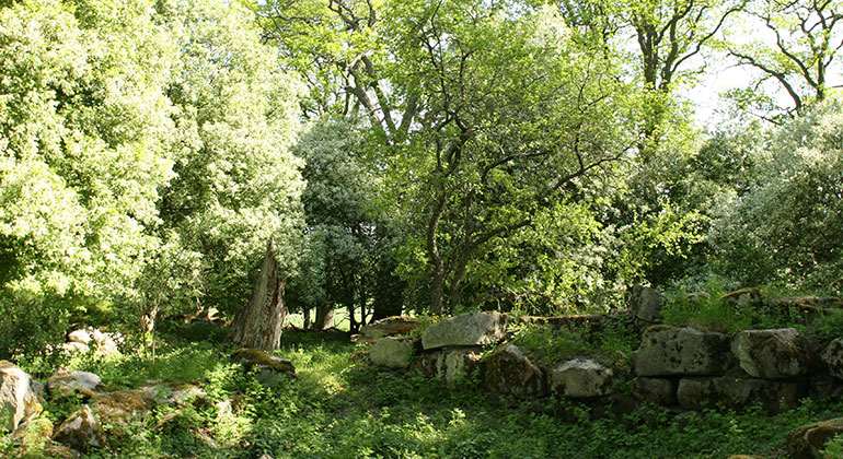 Blommande träd och buskar i en hage och en stenmursgrund.